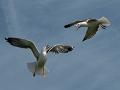 989 - FIGHTING GULLS - COLLIER TONY - united kingdom